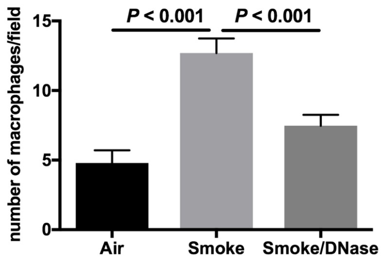 The addition of DNase 1 reduces macrophage numbers.jpg